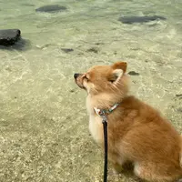 奥武ビーチの写真・動画_image_932470