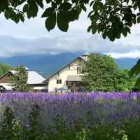 ファーム富田の写真・動画_image_934222