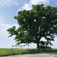 セブンスターの木の写真・動画_image_934333
