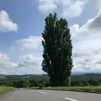 ケンとメリーの木の写真・動画_image_934630