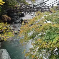 祖谷のかずら橋の写真・動画_image_934685