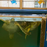 越前松島水族館の写真・動画_image_942509