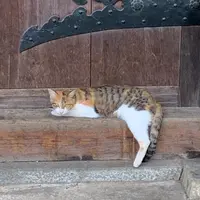 彦根城の写真・動画_image_942520