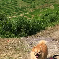 白米千枚田の写真・動画_image_945759