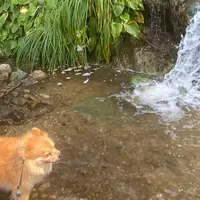 垂水の滝の写真・動画_image_945762
