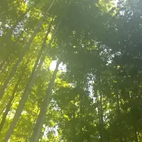 報国寺（竹寺）の写真・動画_image_951621