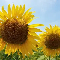 花の海の写真・動画_image_960563