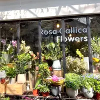 Rosa Gallicaの写真・動画_image_961361