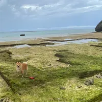 ニライビーチの写真・動画_image_966432