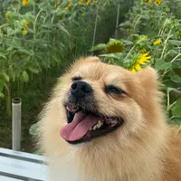 SunSet Farmの写真・動画_image_966975