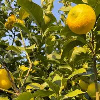 フルーツラインの写真・動画_image_974589