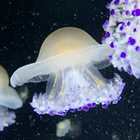 鶴岡市立加茂水族館（クラゲドリーム館）の写真・動画_image_976598