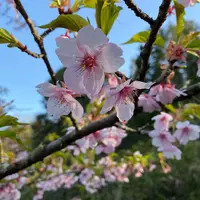 成田山公園の写真・動画_image_979639