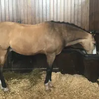 Horse Museumの写真・動画_image_980443