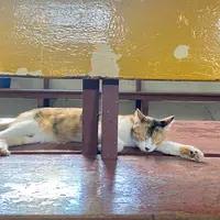 侯硐の写真・動画_image_984850