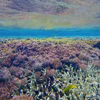 タンディーマリンの写真・動画_image_986182