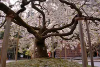 大原野神社の写真・動画_image_79106