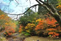 見立渓谷の写真・動画_image_529665