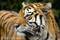 富士サファリパークの写真・動画_image_20959