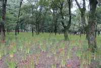 巾着田の写真・動画_image_45089