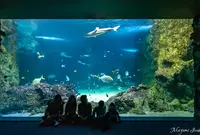 SEA LIFE Sydney Aquariumの写真・動画_image_1035411