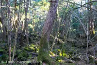 青木ケ原樹海の写真・動画_image_127433