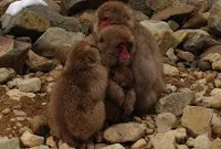 地獄谷野猿公苑の写真・動画_image_19429