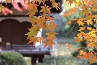 紅葉渓庭園の写真・動画_image_16753