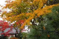 伊東温泉七福神巡り【弁財天】の写真・動画_image_17752