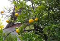 伊東温泉七福神巡り【大黒天】の写真・動画_image_17754