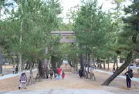 出雲大社の写真・動画_image_18451