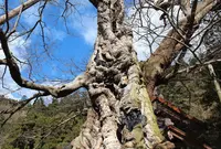 出雲大社の写真・動画_image_18468