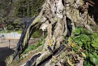 出雲大社の写真・動画_image_18470