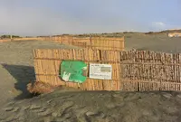 中田島砂丘の写真・動画_image_20737