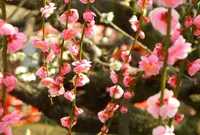 安八百梅園の写真・動画_image_25167