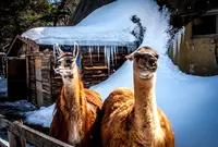 草津熱帯圏の写真・動画_image_26605