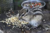 万力公園の写真・動画_image_26797