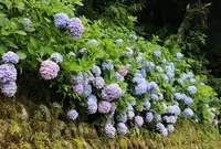 三朝町ふるさと健康むらの写真・動画_image_35528