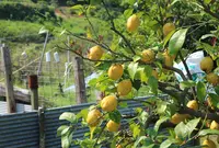 大山祇神社の写真・動画_image_37236