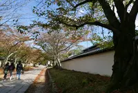 醍醐寺三宝院の写真・動画_image_49851