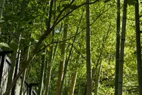 醍醐寺三宝院の写真・動画_image_49862