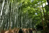 嵯峨野竹林の写真・動画_image_49875