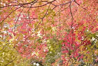 清神社の写真・動画_image_50329
