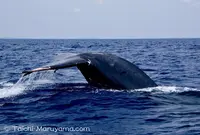 トリンコマリーの写真・動画_image_51017