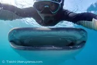 トリンコマリーの写真・動画_image_51019