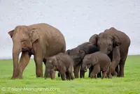 ミネリヤの写真・動画_image_51023
