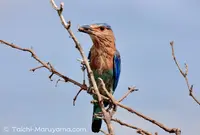 ミネリヤの写真・動画_image_51024