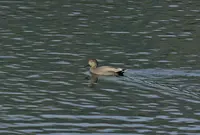 大野貯水池の写真・動画_image_52646