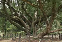 川棚のクスの森の写真・動画_image_52849