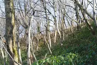 村上城跡の写真・動画_image_53656